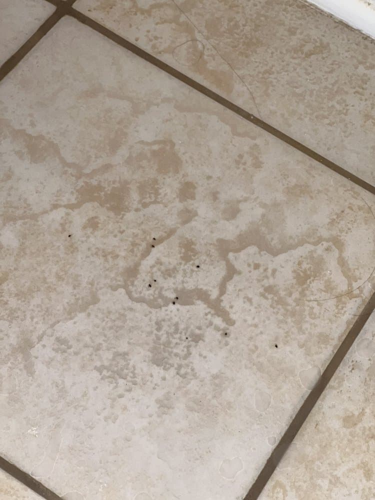 Several small dark ants crawling across a beige tiled floor, a typical indoor ant trail.