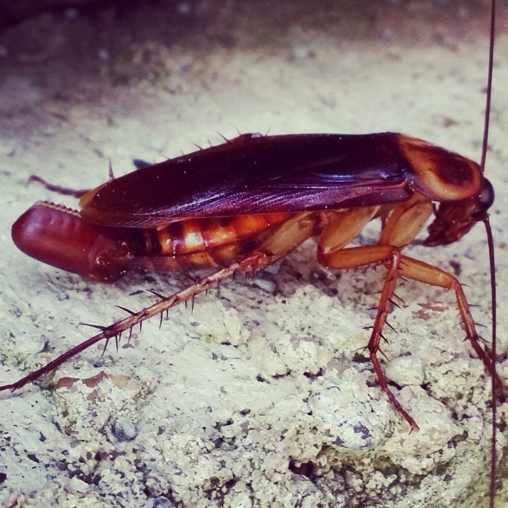 Close-up of a reddish-brown cockroach on concrete carrying a pill-shaped egg case, or ootheca, at the end of its abdomen.