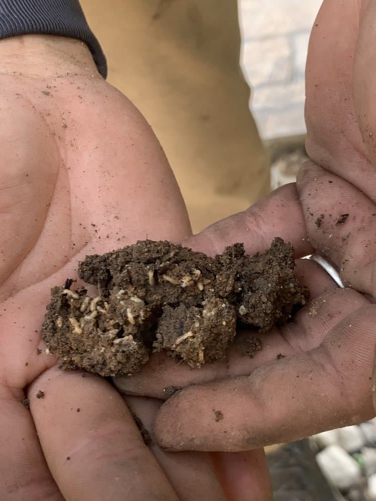Close-up of live subterranean termites in a crumbling clump of dark, moist soil held in a technician's hands.